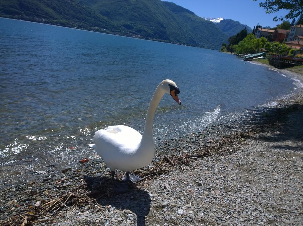 Apartmán Venanzio! Pianello Del Lario Exteriér fotografie